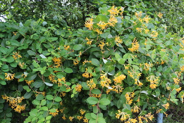 
Common honeysuckle blooms with bright yellow flowers on a bush in a summer garden