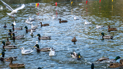 Beautiful ducks swim on the lake in autumn