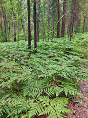 The fern thickets along the road in the pine forest. © Akira