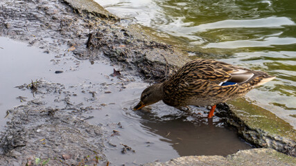 Duck looking for food in a puddle