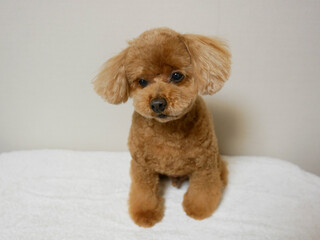 俯くトイプードル