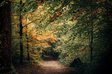 Fall Autumn Season Picture of a small trail in a forest as the leaves begin to turn into beautiful...
