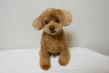 遠くを見るトイプードル