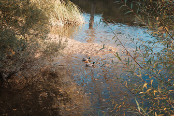 Autumn landscape by the river with ducks. Orange leaves and blue colors. Outdoors.