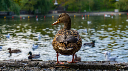 Beautiful duck on the lake in autumn