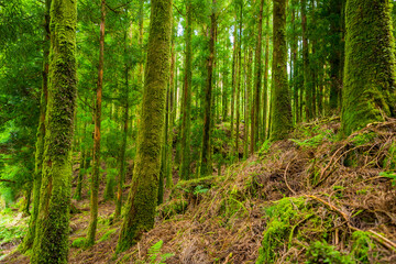 mystic green forest in Azores