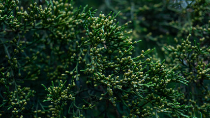 Beautiful Blossoming Juniper Virgin Fall