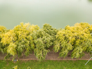 Aerial drone view. Autumn trees on the background of the city lake.