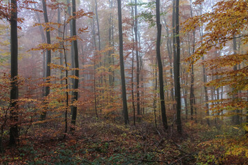 Fototapeta premium Autumn forest scenery .Mysterious foggy high trees with yellow and red leaves.