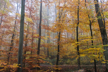 Beautiful view of forest in autumn.Nature calm scenery concept with high trees and yellow leaves.
