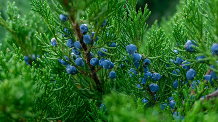 Beautiful Blossoming Juniper Virgin Fall