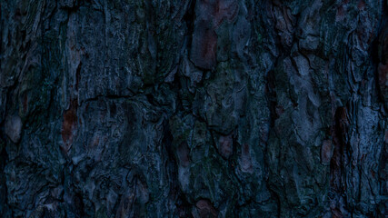 Beautiful old tree bark close-up