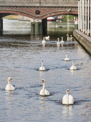 Flock of white swans at Kleine Alster, a tourist spot in Hamburg, Germany. 