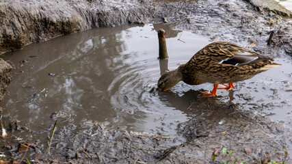 Duck looking for food in a puddle