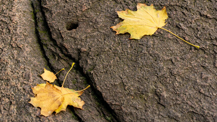 Yellow autumn leaves lie on the stone