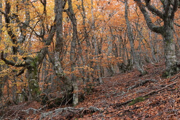 Castilla León. León. Cistierna. Otoño. Hayedo. Hojas. 