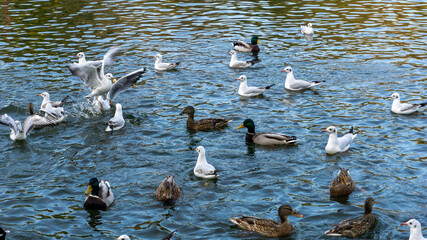 Beautiful ducks swim on the lake in autumn
