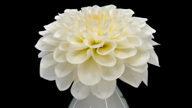 Rotating white dahlia flower with ALPHA channel isolated on black background, 4K seamless loop
