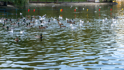 Beautiful ducks swim on the lake in autumn