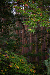 forest in the autumn