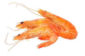 shrimps on white background