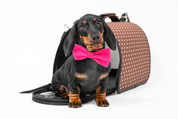 Adorable dachshund puppy sit into open pet carrier, in a pink bow tie white background, copy space. Convenient equipment for safe traveling with animals