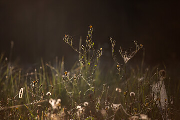 grass in the morning