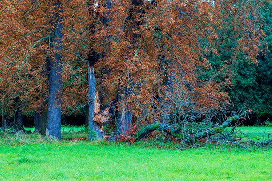 Old fallen Soliter trees on a green field