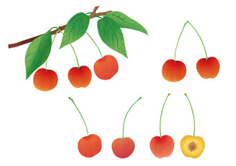 illustration set of various cherries