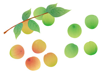 いろんな梅の素材イラスト