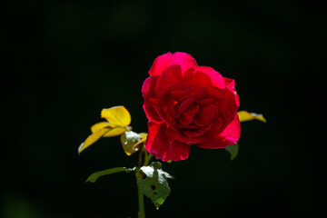 red rose flower