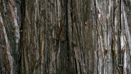 Beautiful old tree bark close-up