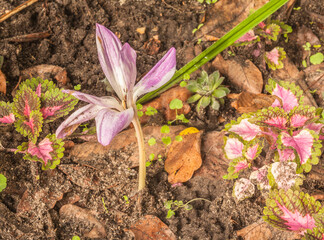 Colchicum  flowering in the garden