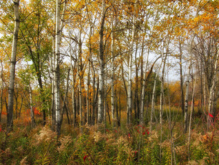 Birch Trees During Autumn in Minnesota