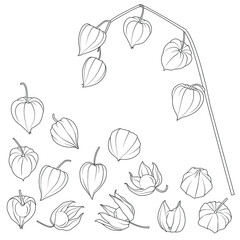 Physalis black and white vector set