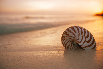 nautilus sea shell on golden sand beach in  soft sunset light