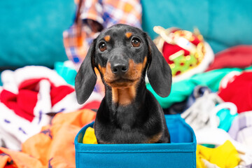 Close up portrait of cute little black and tan puppy dachshund sitting in blue textile basket and...