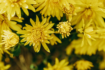  little yellow autumn chrysanthemum flowers forming a natural background