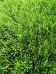 green grass background