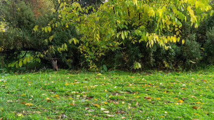 A close up of a lush green field