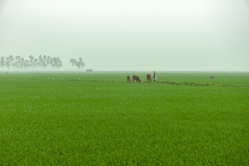 Obraz na płótnie Canvas Paddy fields in the northern part of Vietnam