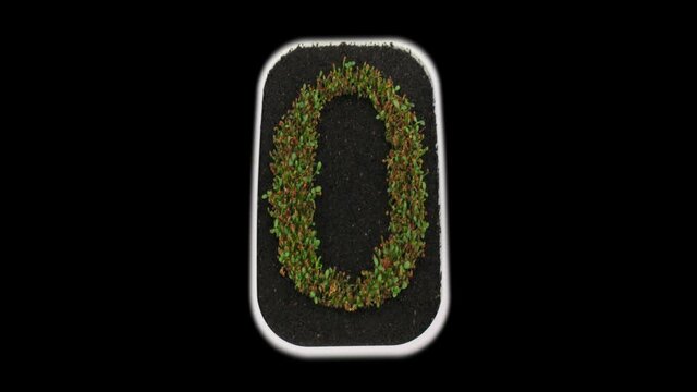 Time-lapse of growing number 0 (zero) from clover seeds to leaves 2x3 in PNG+ format with ALPHA transparency channel isolated on black background
