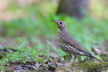 Song thrush. Bird. Turdus philomelos