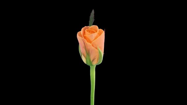 Time-lapse of opening orange Bonanza rose 2x5 in RGB + ALPHA matte format isolated on black background, top view
