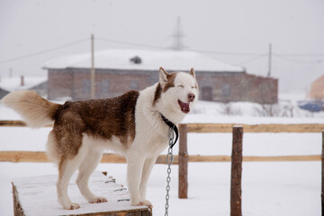 smile cute siberian husky in winter time