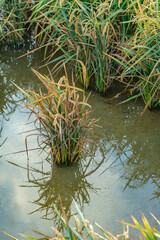 rice plant in field