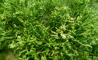 Macro photo green coniferous tree. Сreen macro texture.