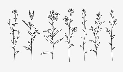 One line drawing. Set of herbs and wild flowers. Hand drawn sketch. Vector illustration.