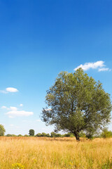 Obraz premium summer landscape with a single tree in a field with yellow grass and sunlight