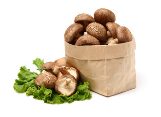 Shiitake mushroom on the White background 